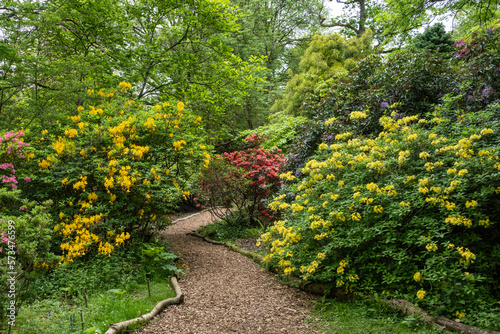 Spring flowers in a secluded park