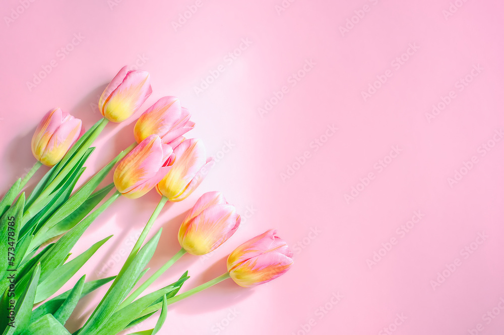 Mother's Day, Women's Day, tulips on a pink background. spring. High quality photo