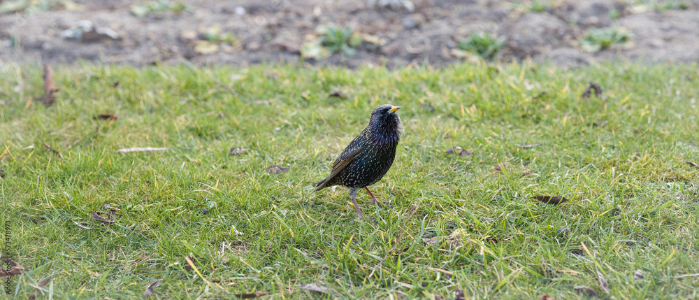 winged blackbird winged blackbird