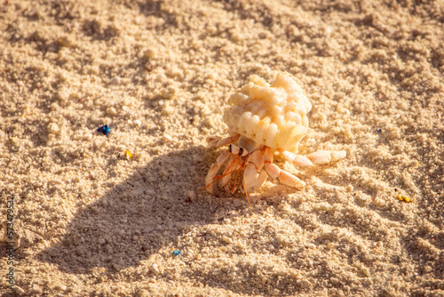 Hermit crab with big eyes on the beach