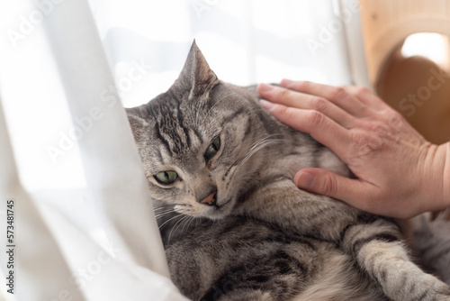 Bild auf Leinwand 触られるのを嫌がる猫　サバトラ猫