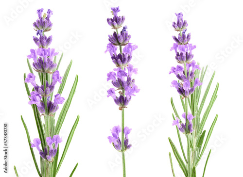 Twig of lavender with leaf isolated on a white background