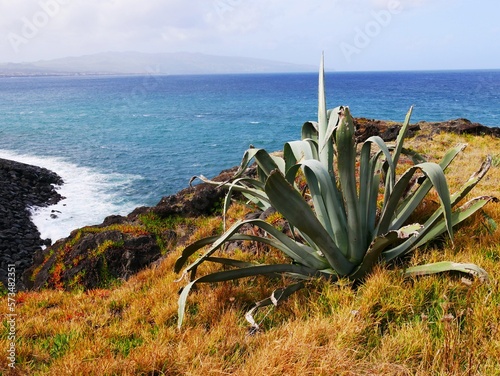 Agave géant au bord de l'océan atlantique sur l'île de Sao Miguel dans l'archipel des Açores au Portugal