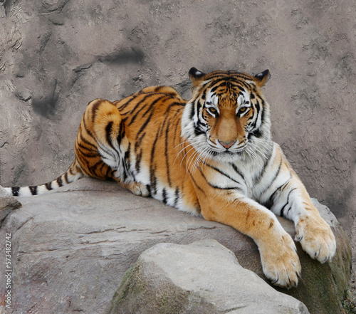 The tiger lies in the enclosure of the zoo.