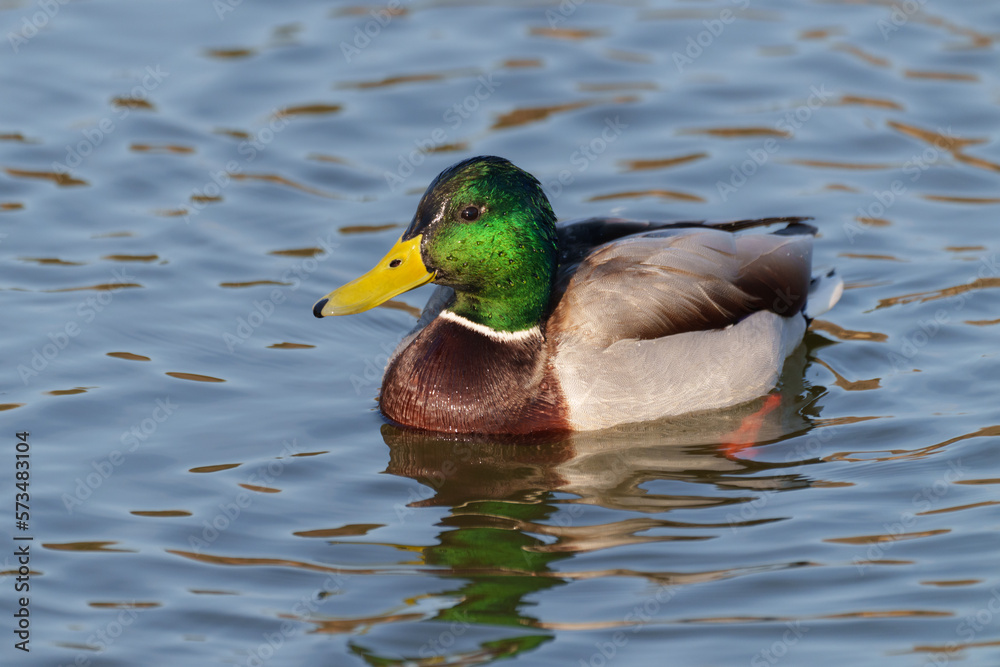 Obraz premium 水面を泳ぐマガモの雄