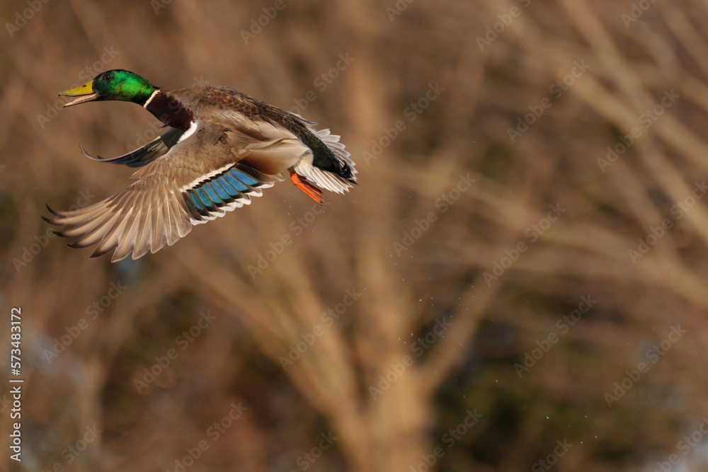 Obraz premium 水飛沫を上げながら飛び立つマガモの雄