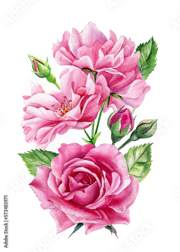 Pink roses on isolated white background, watercolor botanical illustration flower, hand drawn, spring flora for design