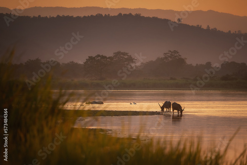 Endangered indian rhinoceros in the nature habitat of Kaziranga national park in India. One horned rhino. Rhinoceros unicornis.