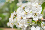 Cherry flowers in bloom. White fragile flowers on cherry tree branches. Spring season in Europe.