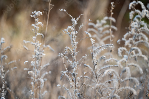 Fototapeta Naklejka Na Ścianę i Meble -  dry grass in the meadow in winter