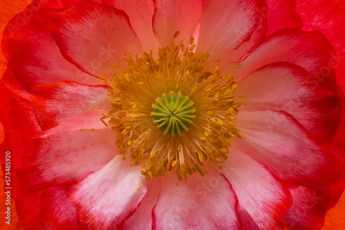 beautiful poppy flowers isolated © ksena32