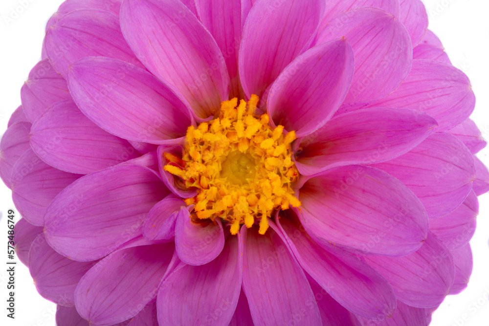 dahlia isolated