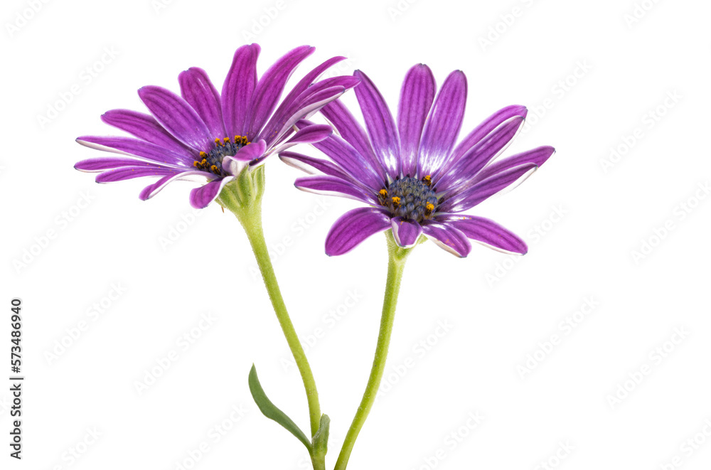 Osteospermum Flower isolated Osteospermum Flower isolated