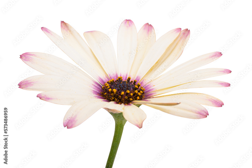 Osteospermum Flower isolated Osteospermum Flower isolated