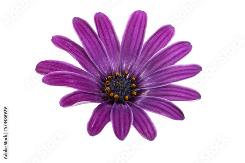 Osteospermum Flower isolated