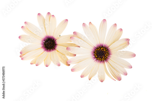 Osteospermum Flower isolated