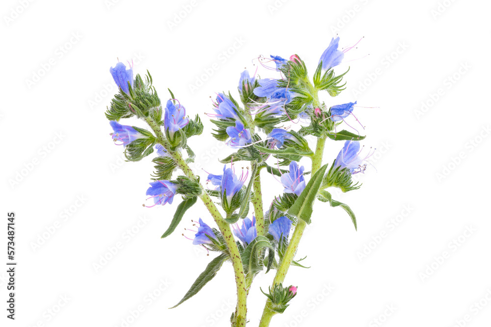 meadow honey plants flowers isolated