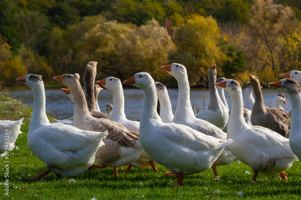 Gray beautiful geese in a pasture in the countryside walk on the green grass. Livestock farm birds. Animal breeding Gray beautiful geese in a pasture in the countryside walk on the green grass. Livestock farm birds. Animal breeding