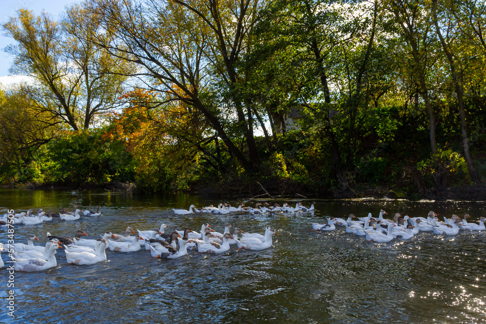 Domestic geese swim in the water. A flock of white beautiful geese in the river Domestic geese swim in the water. A flock of white beautiful geese in the river