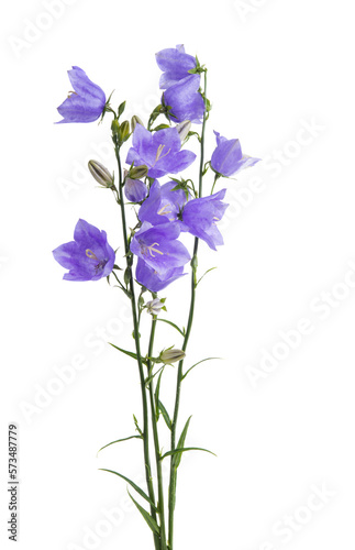 flowers bluebells isolated
