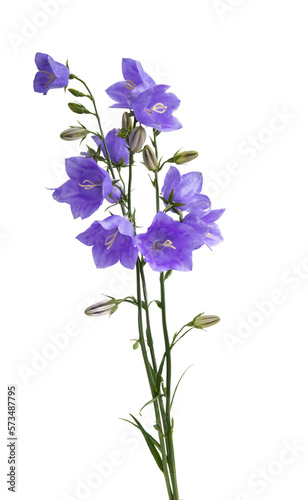 Fototapeta Naklejka Na Ścianę i Meble -  flowers bluebells isolated