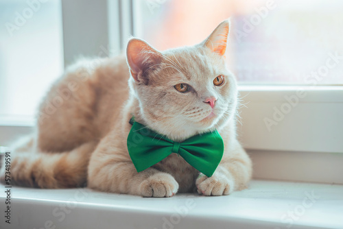 Fotografia A beautiful peach cat with a green butterfly on his neck lies on the window near the pot with a flower