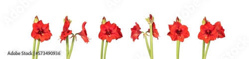 Red lily flower. Decorative flower, isolated. Seamless background. Precision cut and flawless finish make it easy to incorporate the image into your projects.