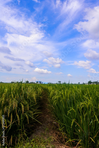 close-up of rice growing and starting to turn yellow against the backdrop of a bright blue sky