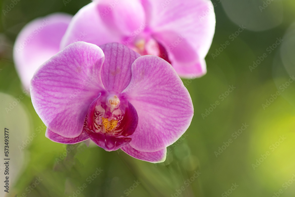 Pink phalaenopsis flowers on nature background. Pink phalaenopsis flowers on nature background.