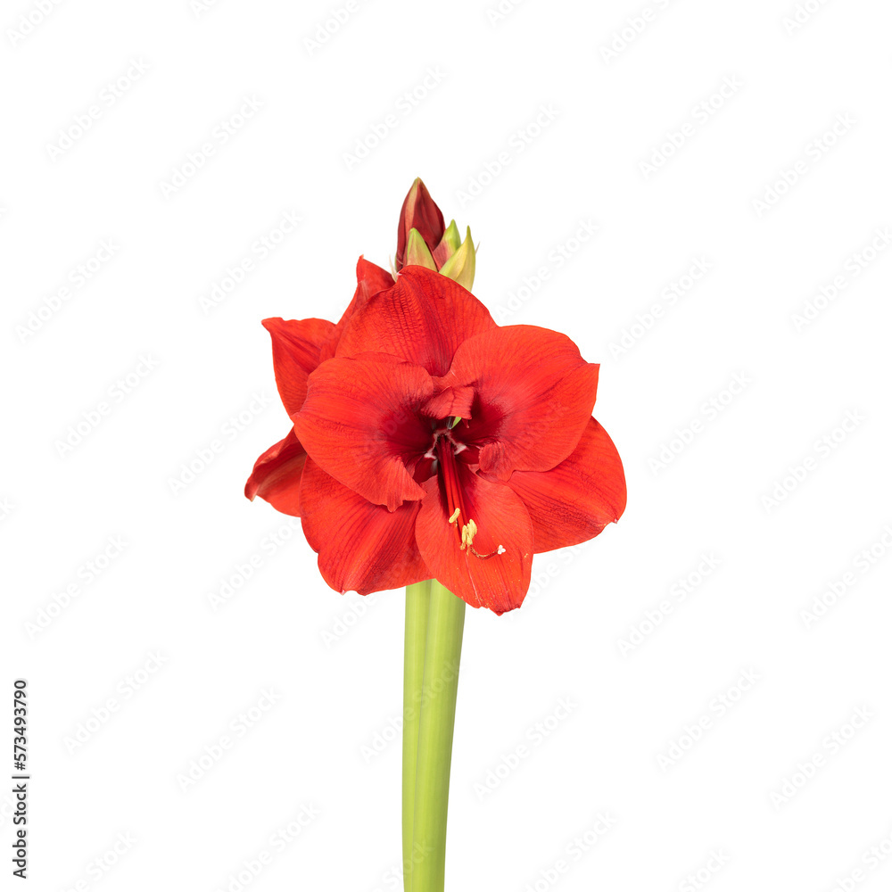 Winter love, flower. Red lily flower. Decorative flower, isolated. Seamless background. Precision cut and flawless finish make it easy to incorporate the image into your projects Winter love, flower. Red lily flower. Decorative flower, isolated. Seamless background. Precision cut and flawless finish make it easy to incorporate the image into your projects