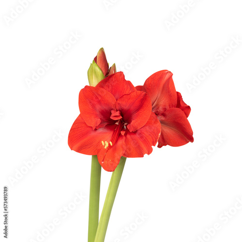 Red lily flower. Decorative flower, isolated. Seamless background. Precision cut and flawless finish make it easy to incorporate the image into your projects