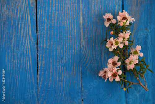 Manuka flowers on blue wooden background.