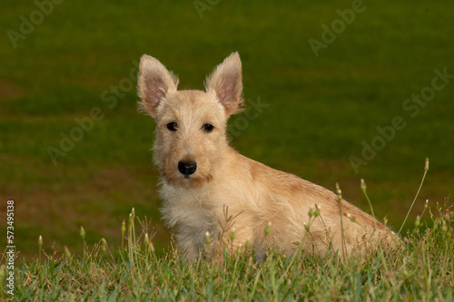 Wheat colored Scottish Terrier puppy sitting on the grass in the field