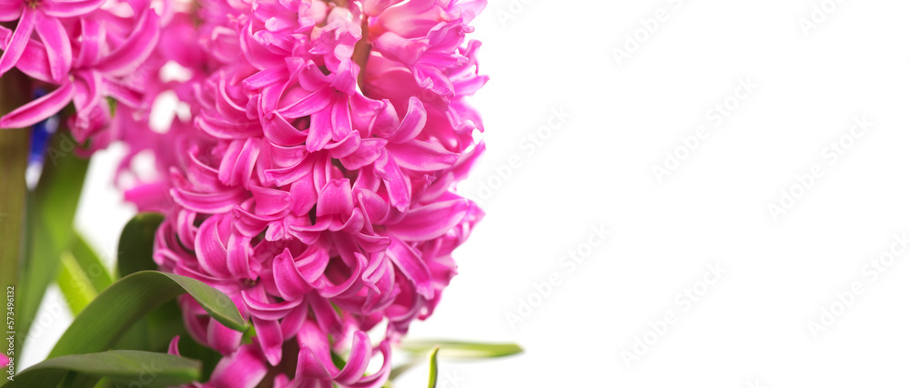 Hyacinth purple flowers bunch isolated on white background, macro shot. Beautiful scented spring blooming jacinth flower. Easter border design Hyacinth purple flowers bunch isolated on white background, macro shot. Beautiful scented spring blooming jacinth flower. Easter border design