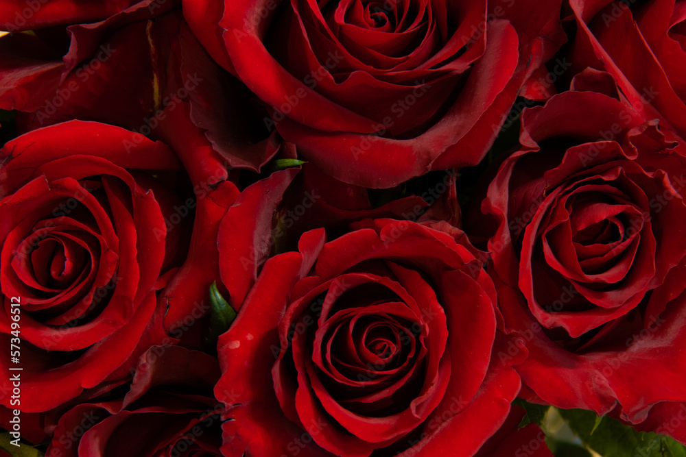red roses background red roses background
