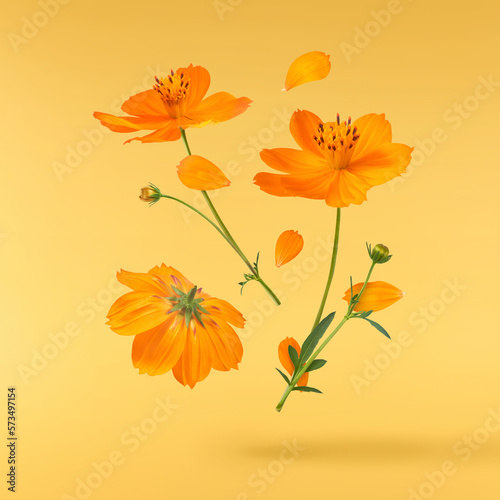 Fototapeta Naklejka Na Ścianę i Meble -  Beautiful orange cosmos flower