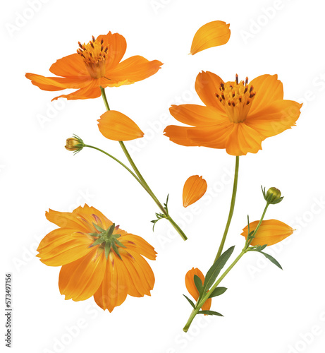 Fototapeta Naklejka Na Ścianę i Meble -  Beautiful orange cosmos flower