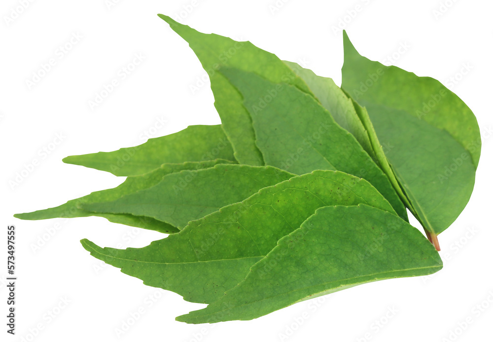 Obraz premium Curry Leaves
