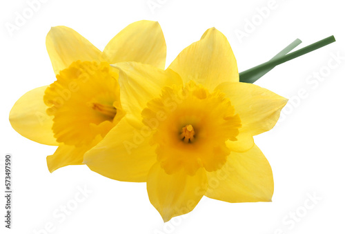 Canvastavla Flower daffodil