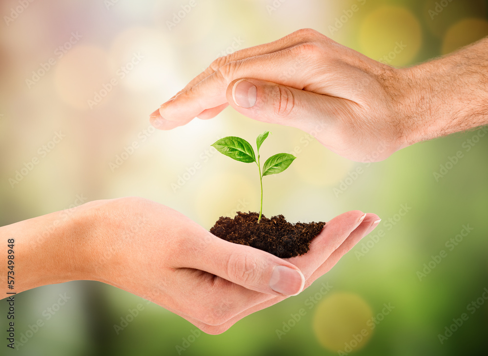 male and female hand hold a young plant in the palm of their hand on a blurred natural background, the concept of protection and care male and female hand hold a young plant in the palm of their hand on a blurred natural background, the concept of protection and care
