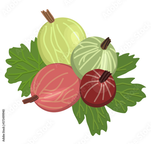 Vector floral illustration of gooseberry with leaves isolated on white background.