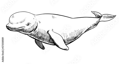 Engraving style sketch of an arctic white whale on a white background. Beluga line vector illustration. Underwater mammal hand drawn.
