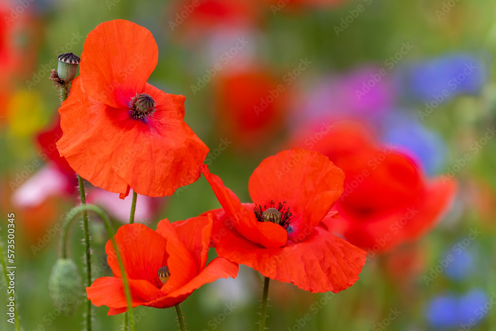 Fototapeta premium Closeup of of three poppy wildflowers. Petals blowing and dancing in wind. Blurred green bokeh background. Fresh growth in summer meadow. Dublin, Ireland
