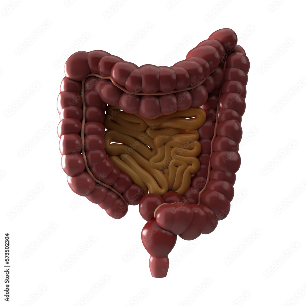 3D render of human internal organ intestines 3D render of human internal organ intestines