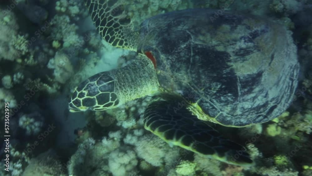 Turtle Suborder Sea Turtle in the Red Sea of Egypt . Turtles are reptiles of the order ...