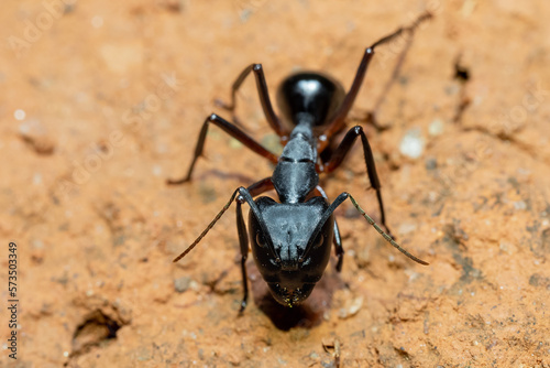 Carpenter ants (Camponotus spp.) large endemic ant indigenous to many forested parts of the world. Species endemic to Madagascar. Ambalavao, Madagascar wildlife animal