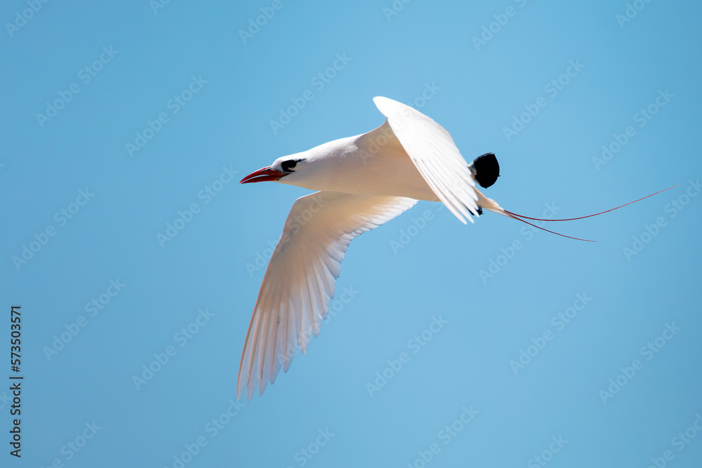 Fototapeta premium The red-tailed tropicbird (Phaethon rubricauda) in flight. Seabird native to tropical parts of Indian and Pacific Oceans. Bird flying against blue sky on island Nosy Ve. Madagascar wildlife animal.