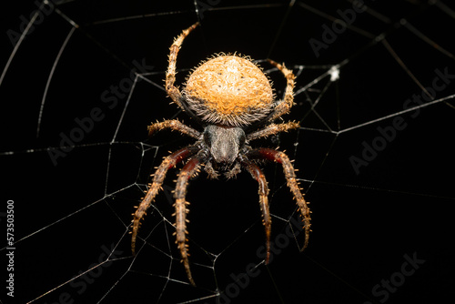 Spotted orb weaver spider on web, Neoscona triangula, Big endemic spider on web. Ambalavao, Madagascar wildlife animal