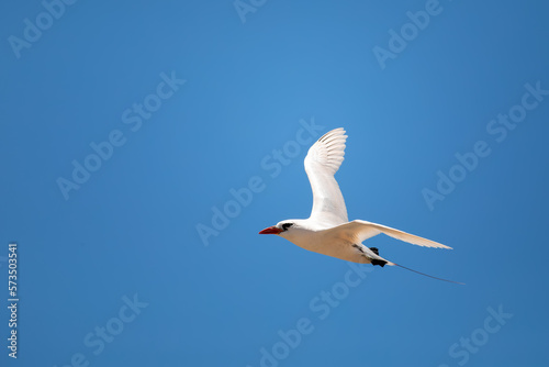 The red-tailed tropicbird (Phaethon rubricauda) in flight. Seabird native to tropical parts of Indian and Pacific Oceans. Bird flying against blue sky on island Nosy Ve. Madagascar wildlife animal. photo