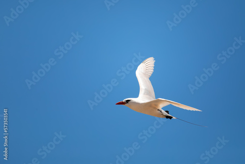 The red-tailed tropicbird (Phaethon rubricauda) in flight. Seabird native to tropical parts of Indian and Pacific Oceans. Bird flying against blue sky on island Nosy Ve. Madagascar wildlife animal.